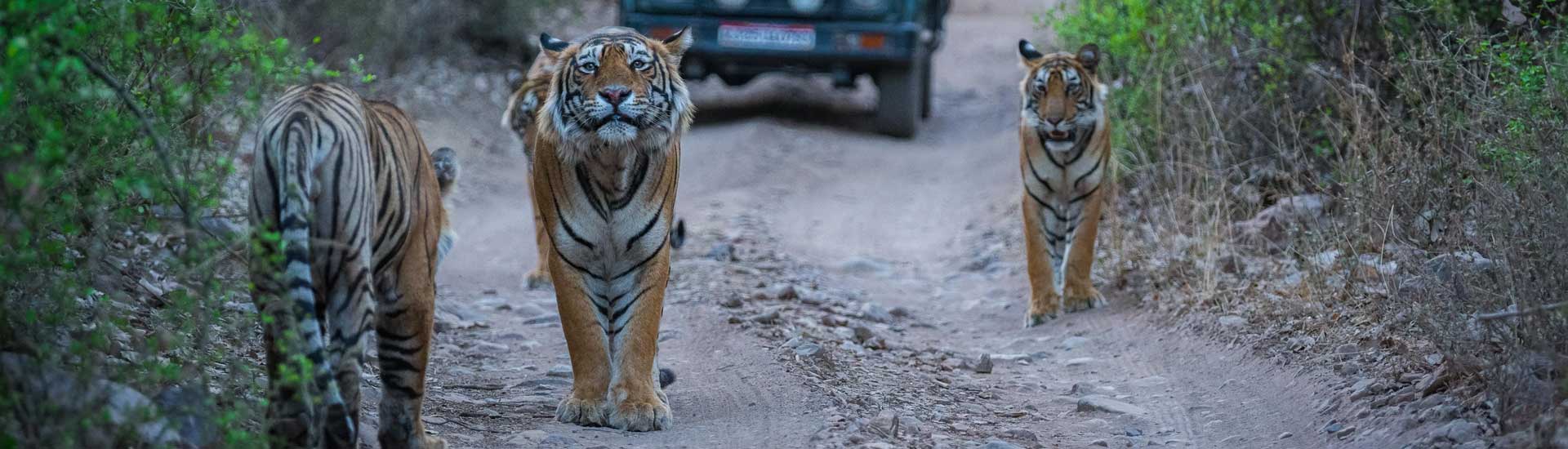 Golden Triangle Tour With Ranthambore